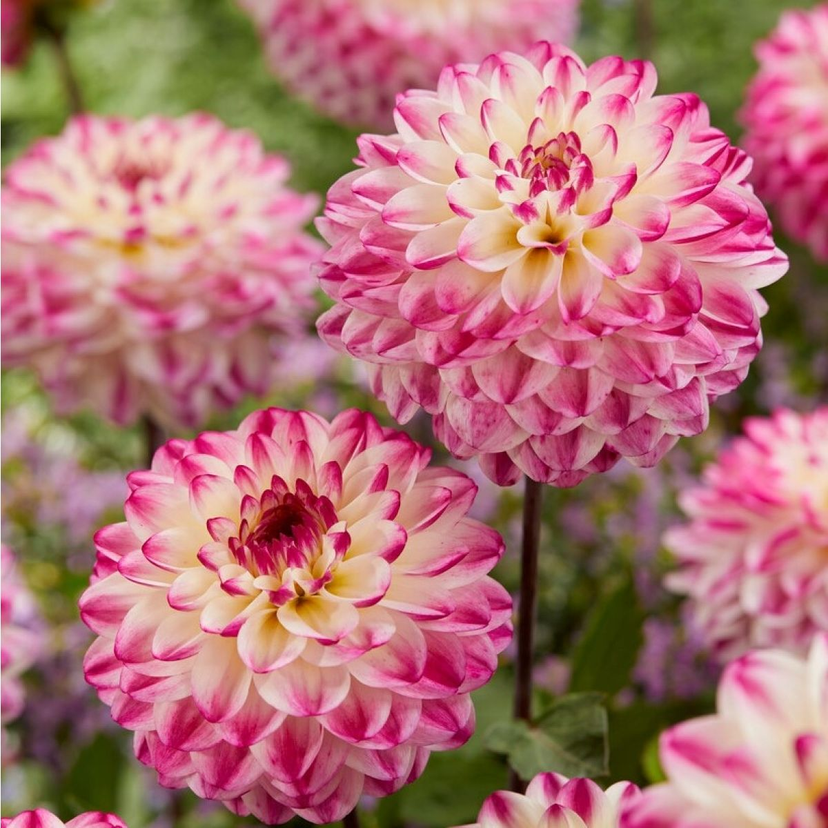 2025 Hot Sale🎉🎉Dahlia Seeds🌸