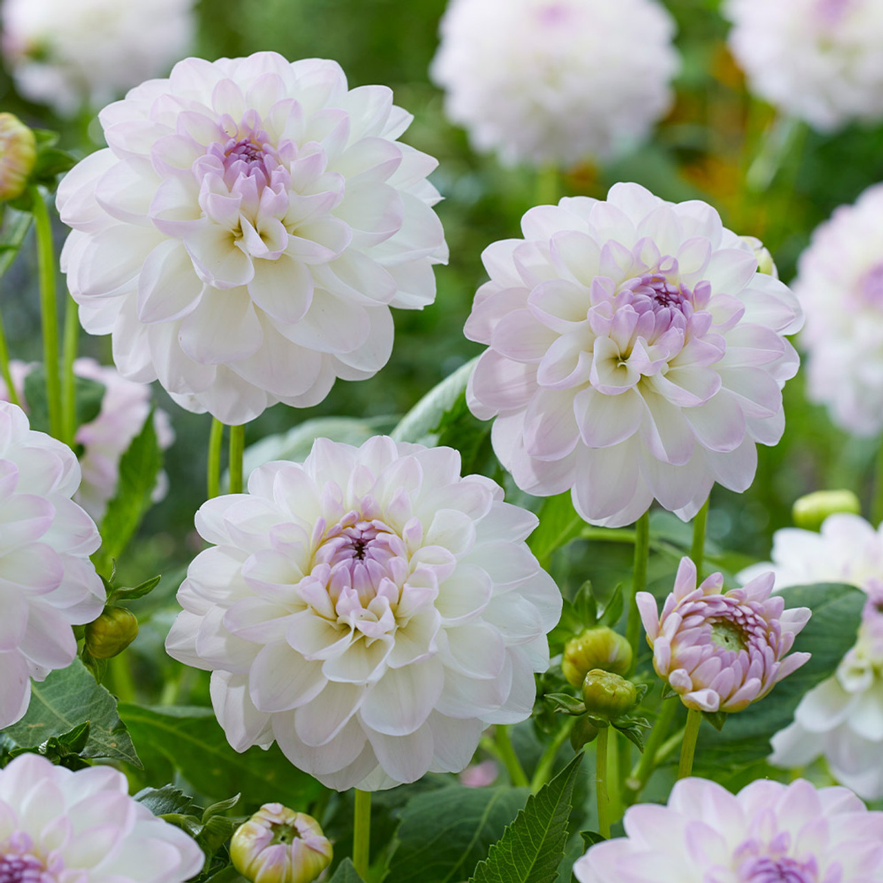 2025 Hot Sale🎉🎉Dahlia Seeds🌸