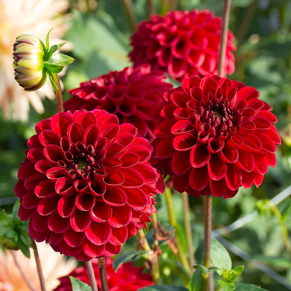 2025 Hot Sale🎉🎉Dahlia Seeds🌸
