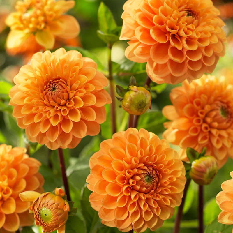 2025 Hot Sale🎉🎉Dahlia Seeds🌸
