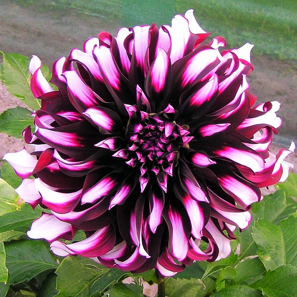 2025 Hot Sale🎉🎉Dahlia Seeds🌸