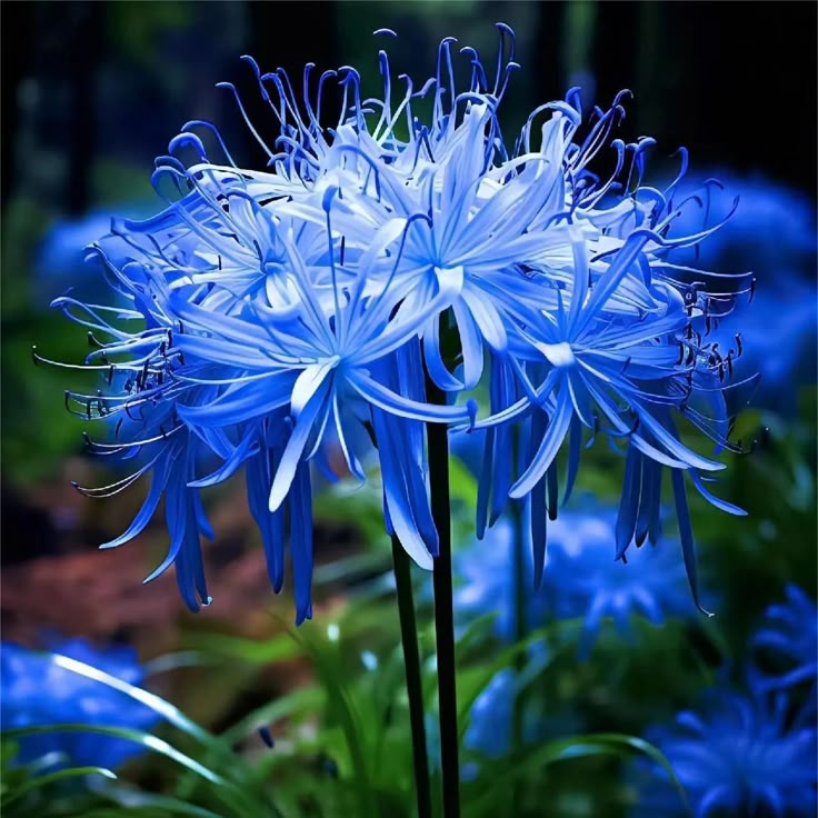 Enchanting Spider Lily 🌿✨ – A Symbol of Elegance & Mystery