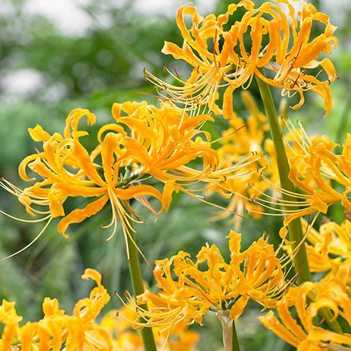 Enchanting Spider Lily 🌿✨ – A Symbol of Elegance & Mystery