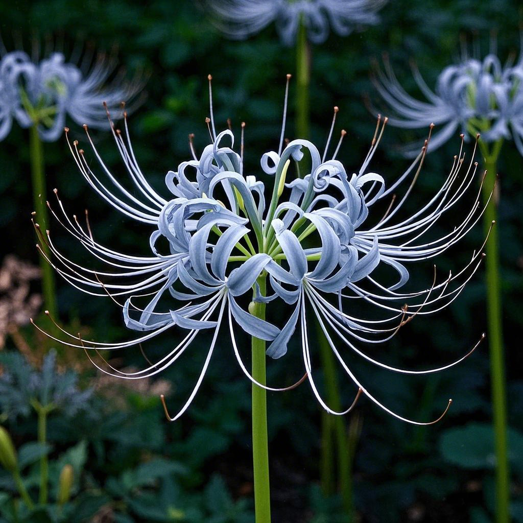 Enchanting Spider Lily 🌿✨ – A Symbol of Elegance & Mystery