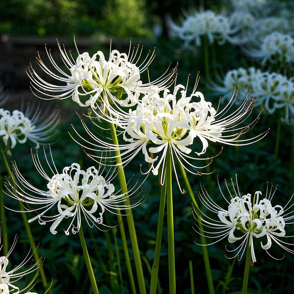 Enchanting Spider Lily 🌿✨ – A Symbol of Elegance & Mystery