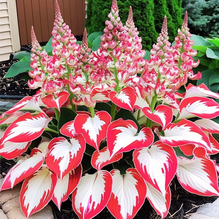 "Red & White Duo Blooms Collection" — Classic Elegance, Year-Round Drama