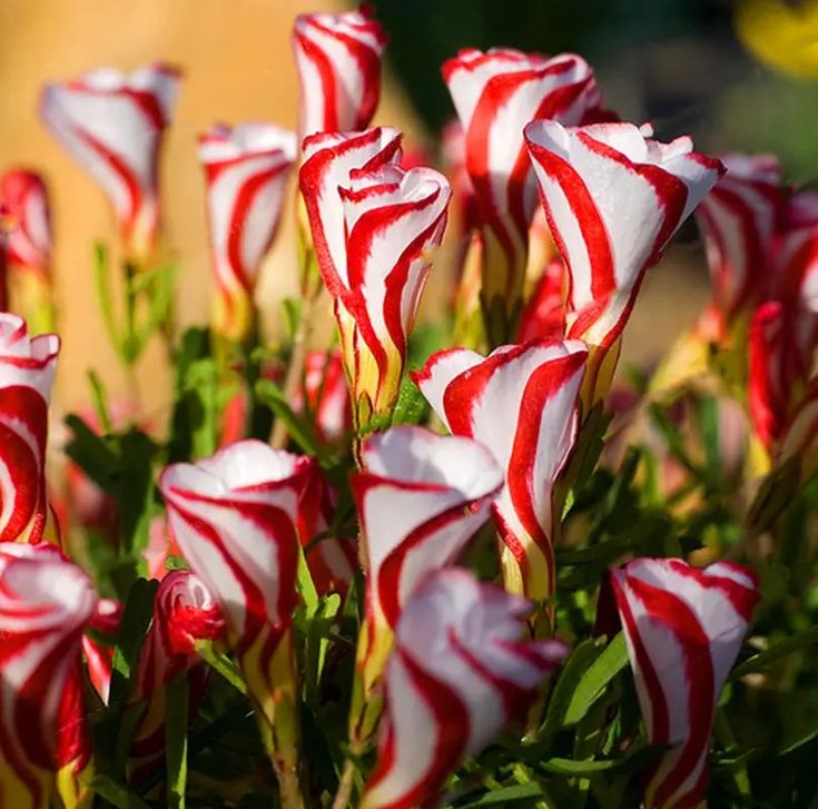 "Red & White Duo Blooms Collection" — Classic Elegance, Year-Round Drama