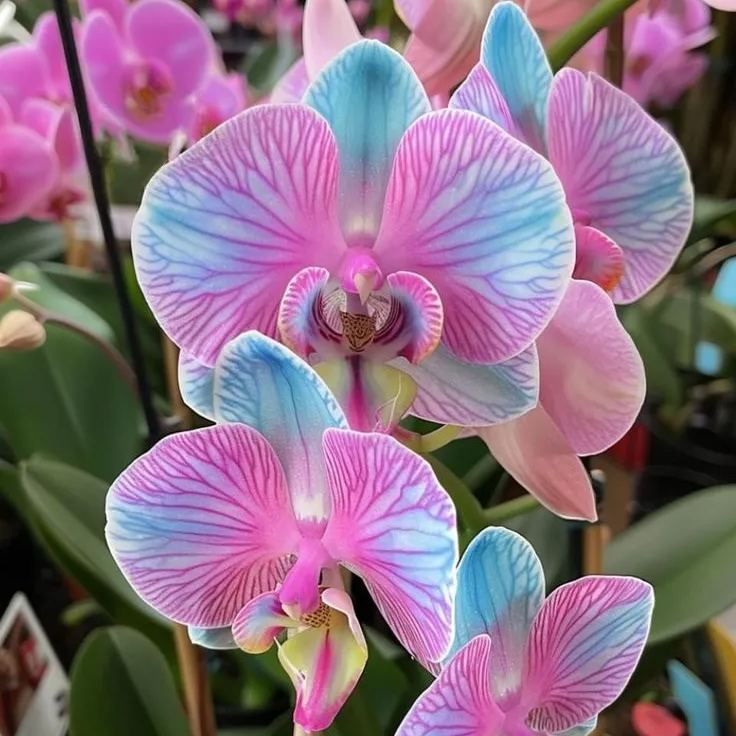 Sunbeam Charm-Exclusive Orchid Seeds (Phalaenopsis)🍃