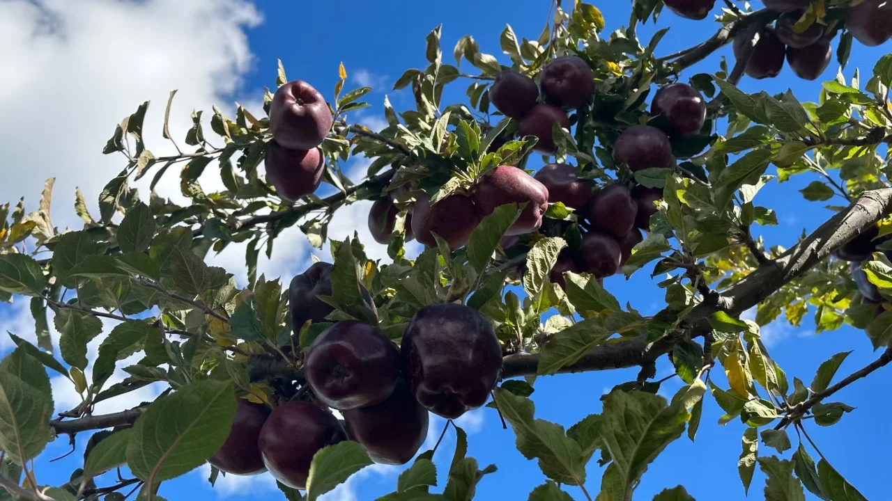Black Diamond Apple Seeds
