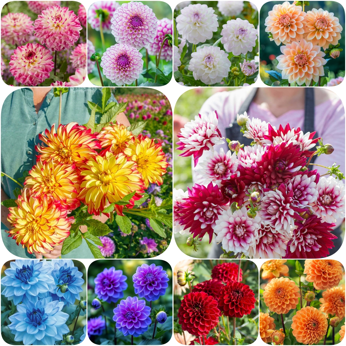 2025 Hot Sale🎉🎉Dahlia Seeds🌸