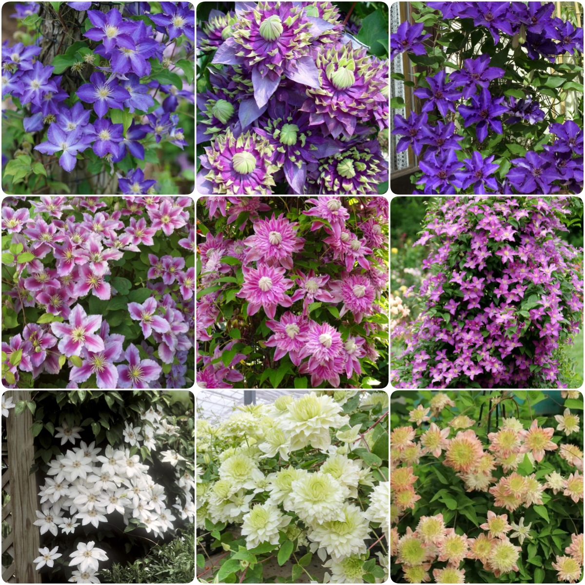 Clematis 🌺 The Ultimate Climbing Vine