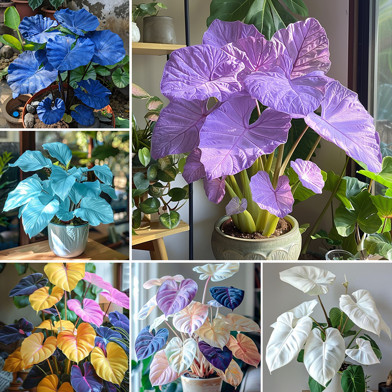 Vibrant Caladium🏡☘️Bonsai, Interior Design, Yard
