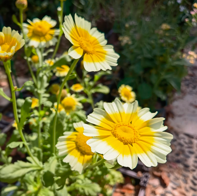 Chrysanthemum coronarium flower seeds