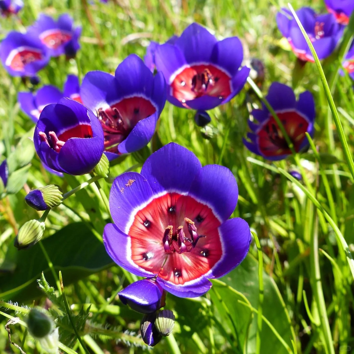 Geissorhiza Radians Seeds