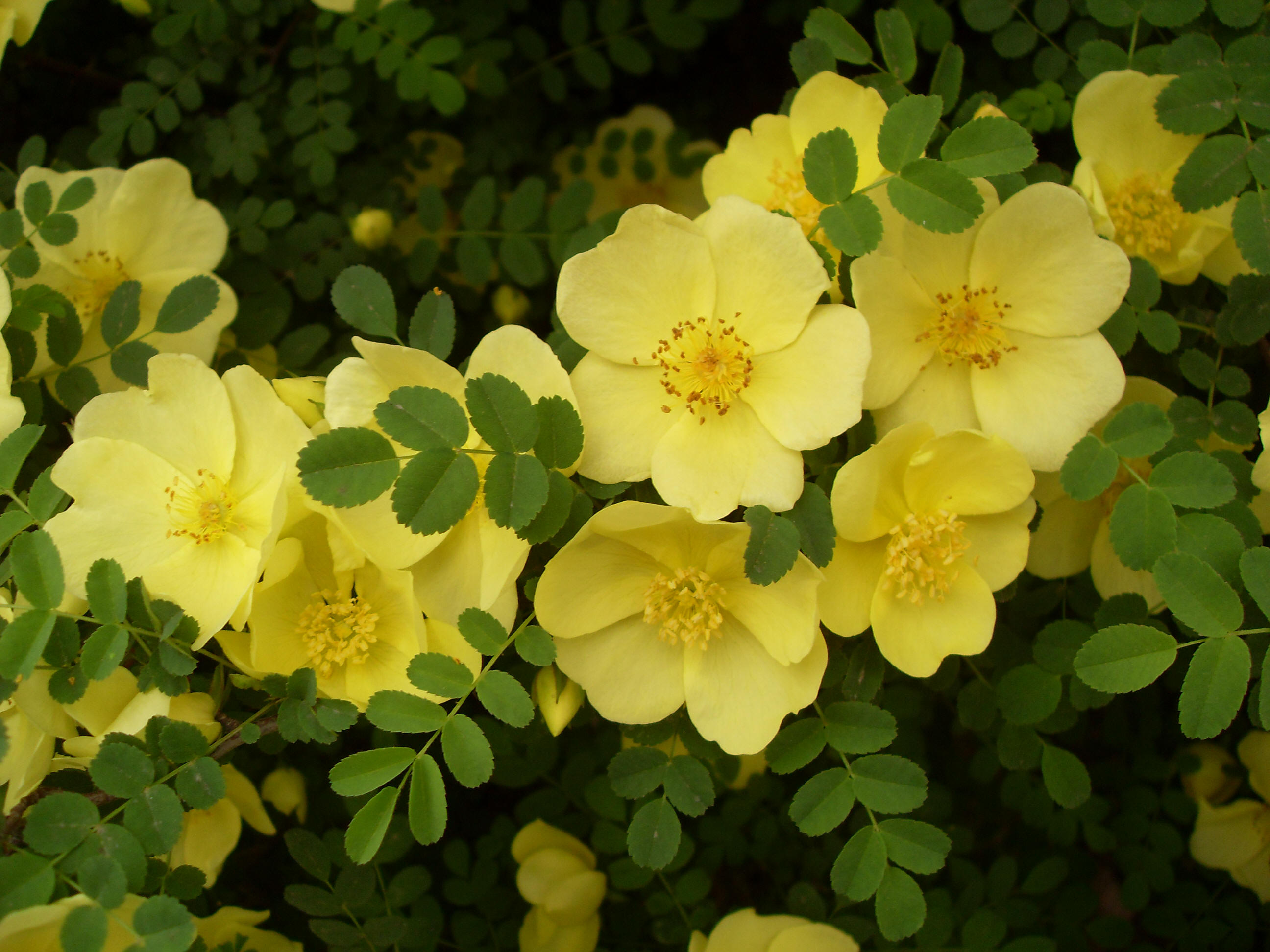 3.93 黄刺玫| 西北大学校园网络植物志