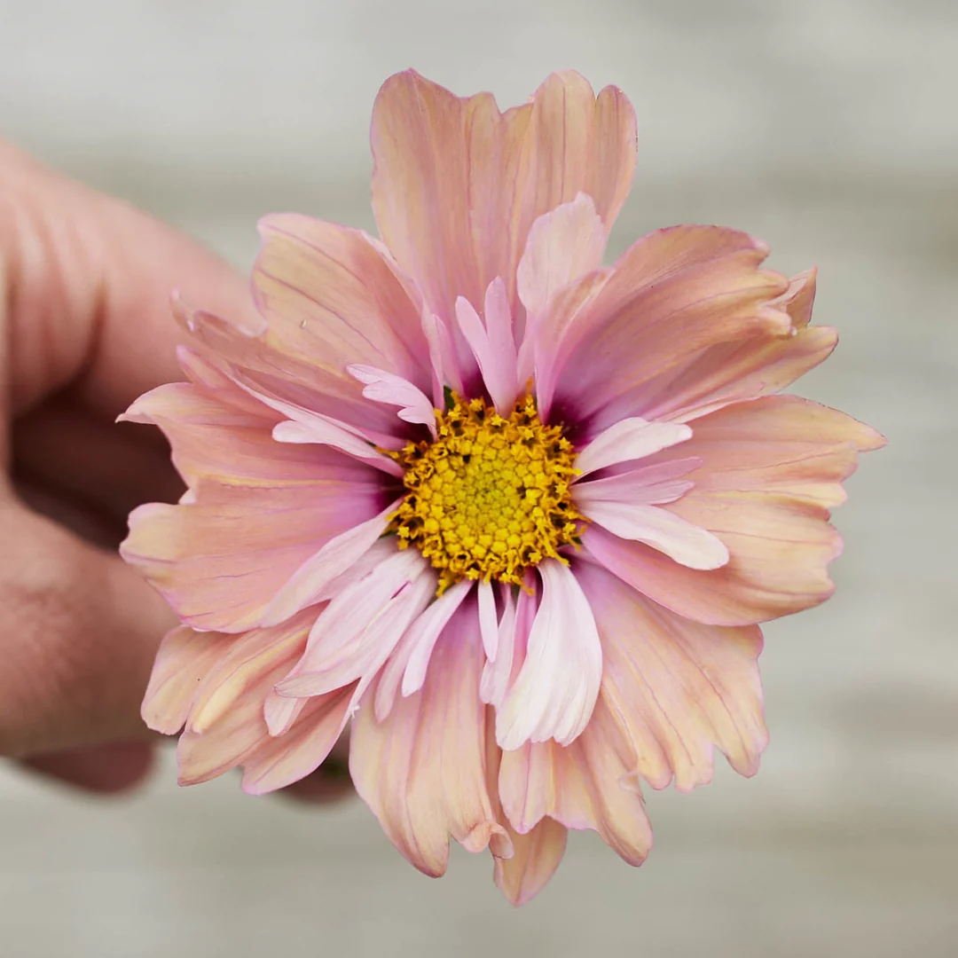 COSMOS APRICOTTA FLOWER | X 50/100/200 SEEDS