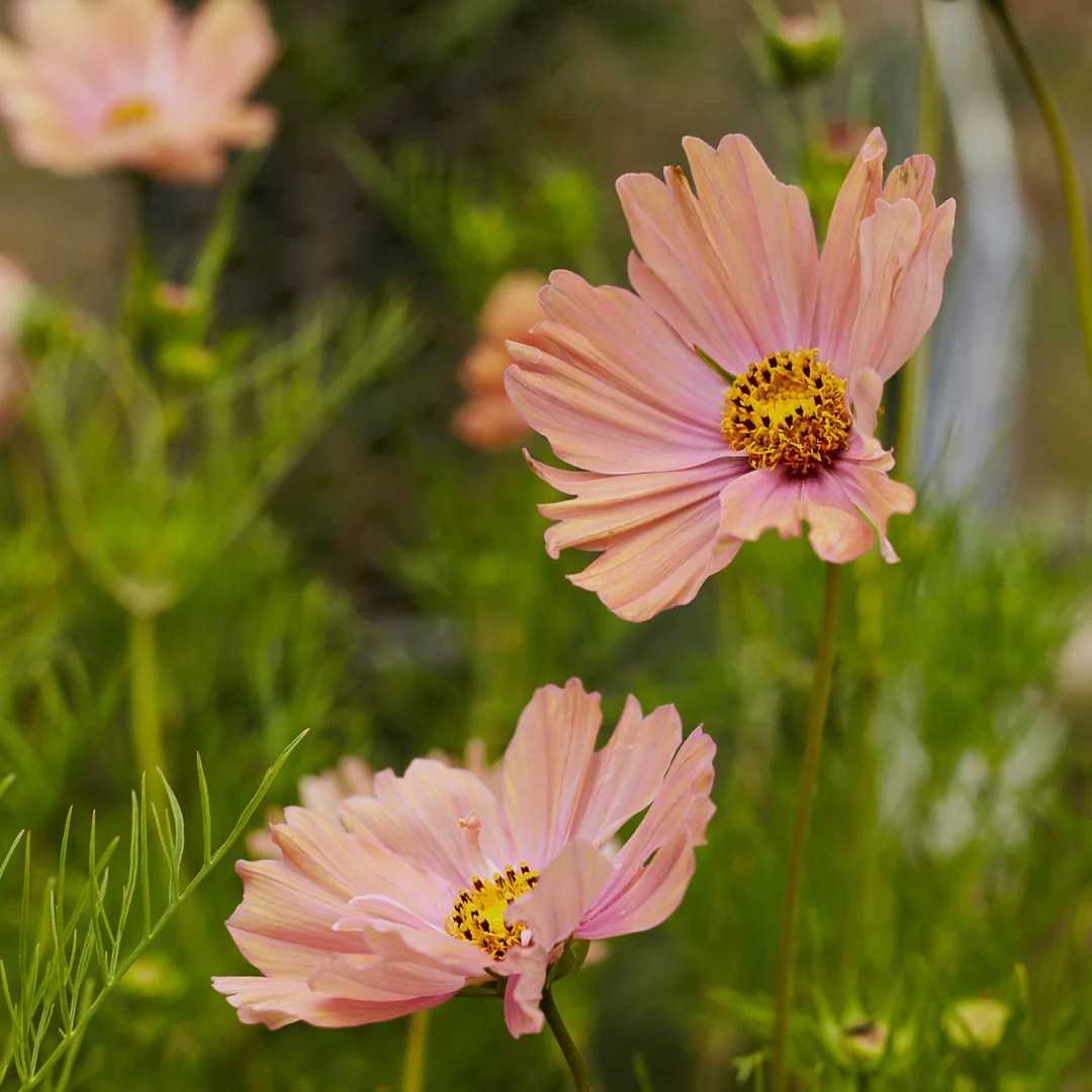 COSMOS APRICOTTA FLOWER | X 50/100/200 SEEDS