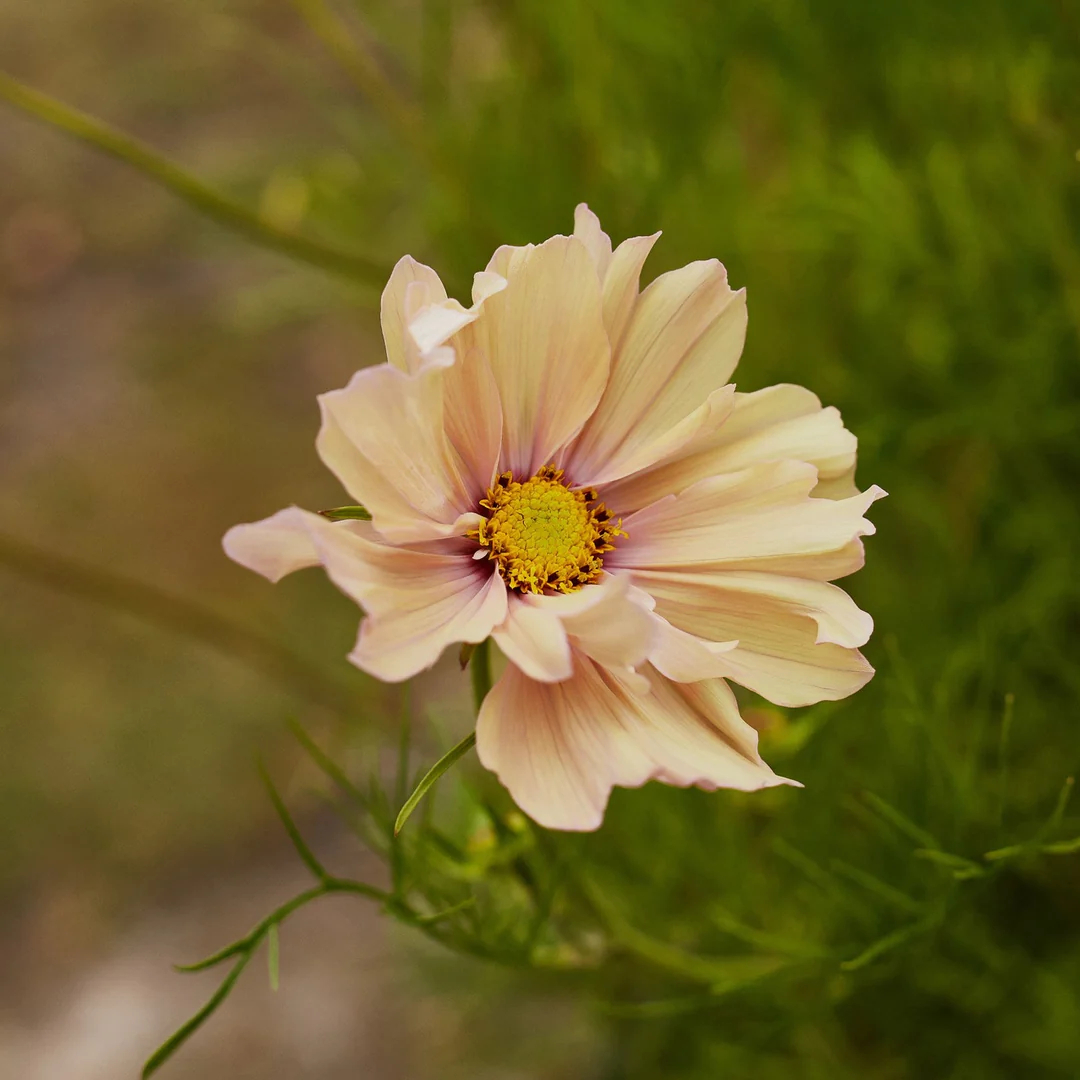 COSMOS APRICOTTA FLOWER | X 50/100/200 SEEDS