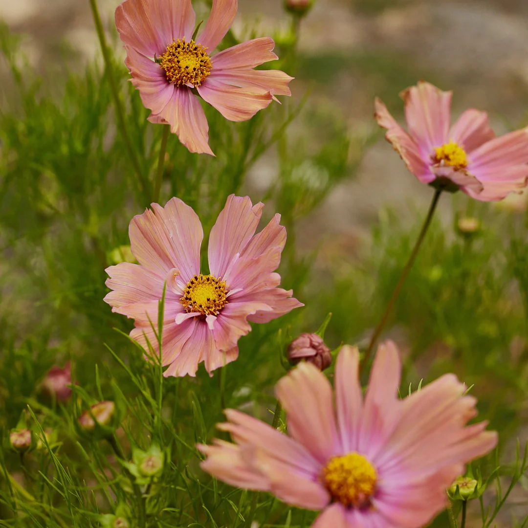 COSMOS APRICOTTA FLOWER | X 50/100/200 SEEDS