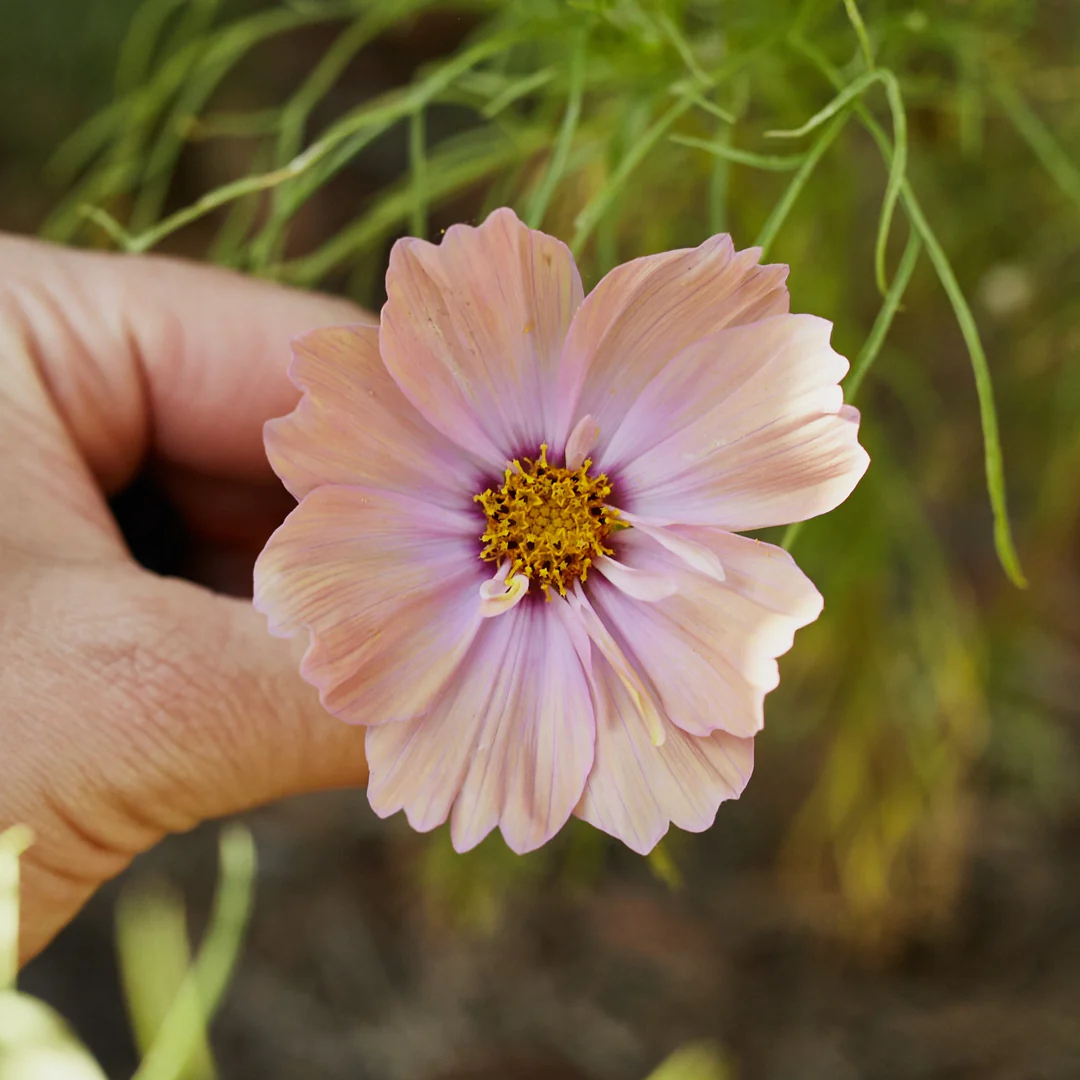 COSMOS APRICOTTA FLOWER | X 50/100/200 SEEDS