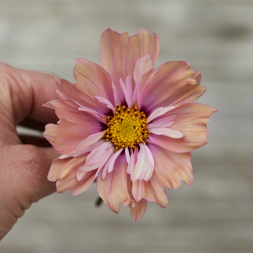 COSMOS APRICOTTA FLOWER | X 50/100/200 SEEDS