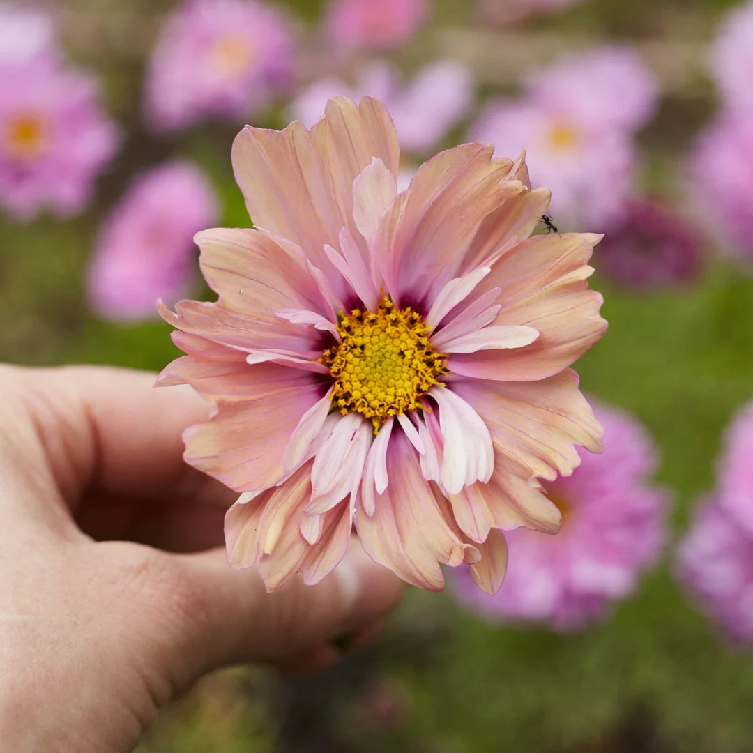 COSMOS APRICOTTA FLOWER | X 50/100/200 SEEDS