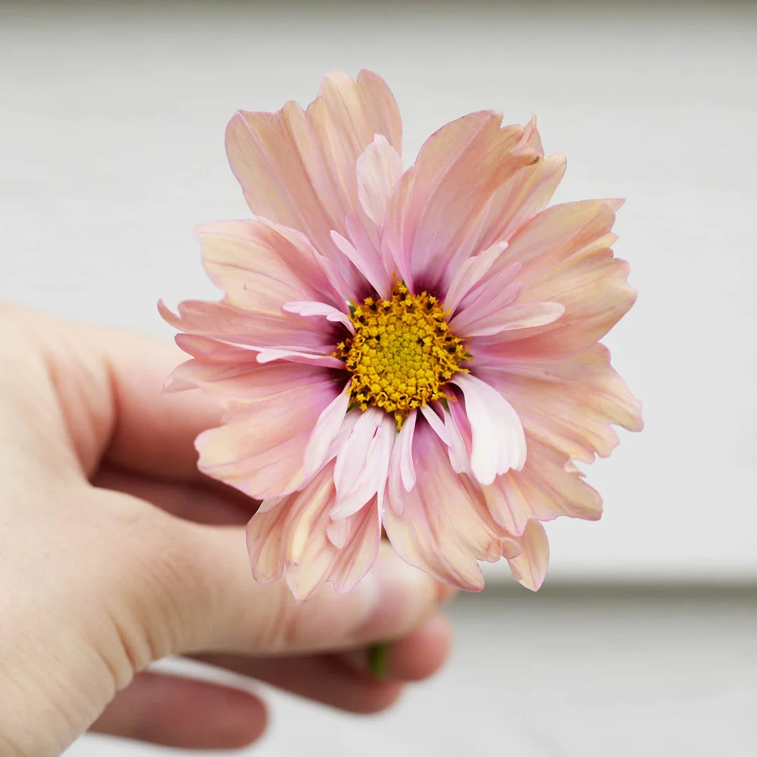 COSMOS APRICOTTA FLOWER | X 50/100/200 SEEDS