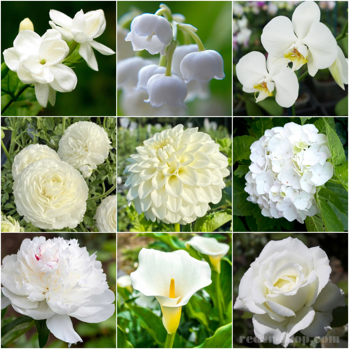 🤍🌸Pure White Blossoms: Elegance for Your Garden!✨