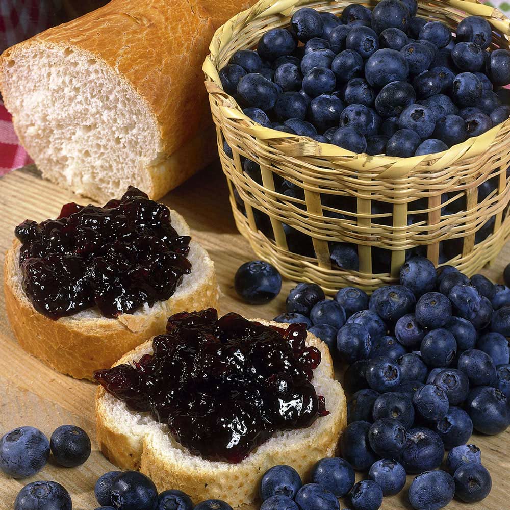 🫐Dwarf Top Hat BlueberryGreat for Patio Planting