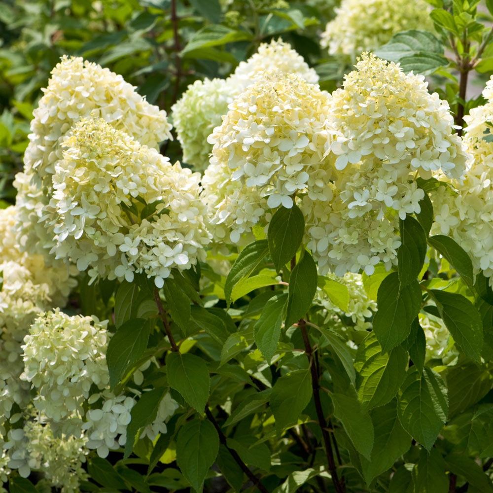 Hydrangea paniculata Limelight P9 | Mirror Garden Offers