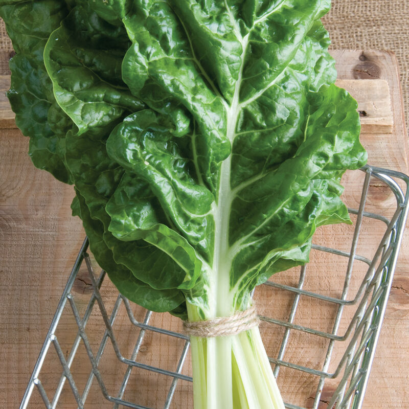 Fordhook Giant Organic Swiss Chard Seeds