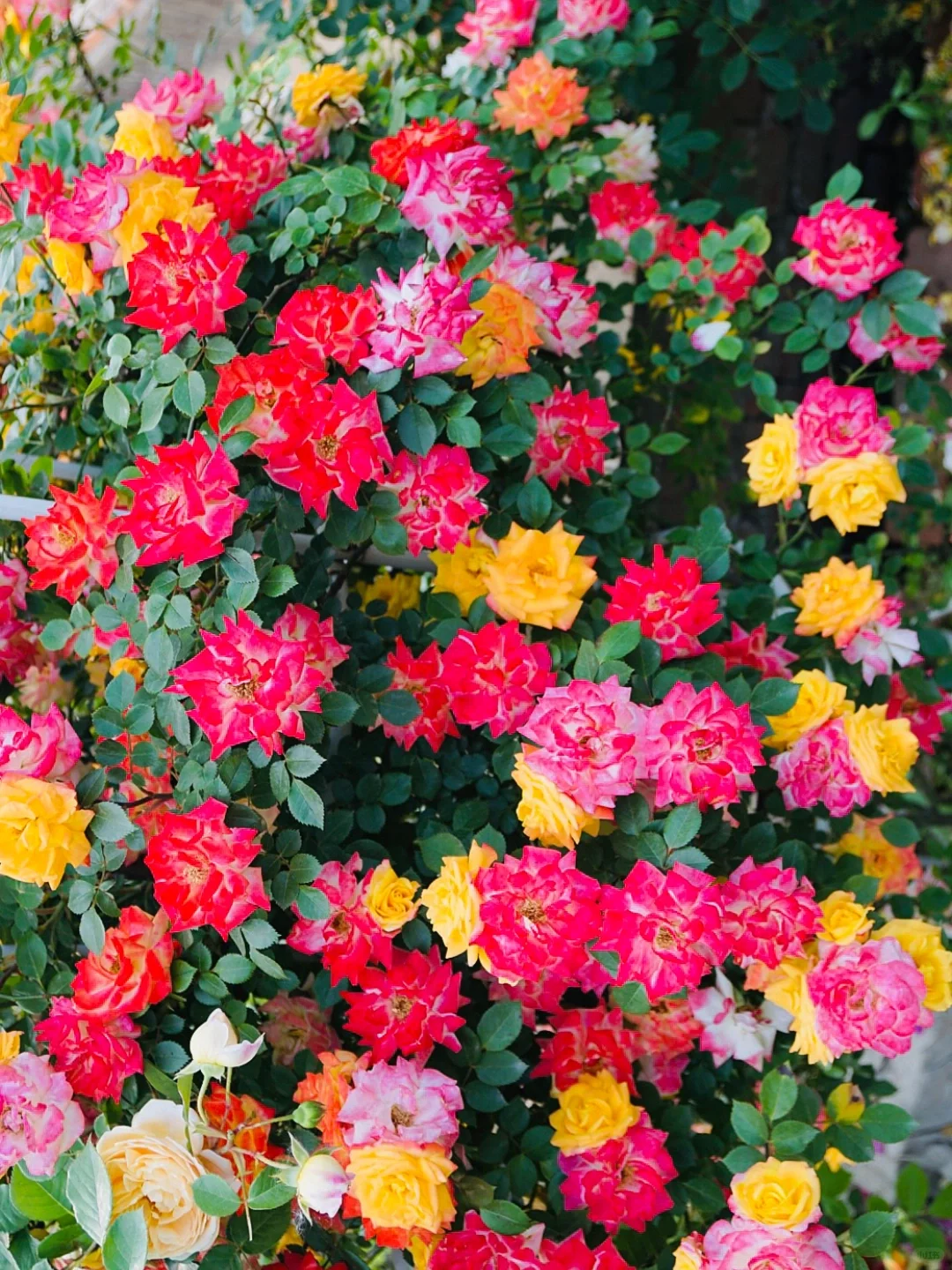 Rainbow's End Rose Seeds