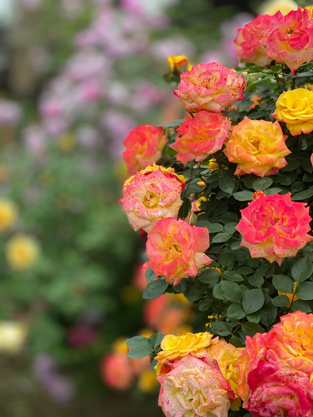 Rainbow's End Rose Seeds
