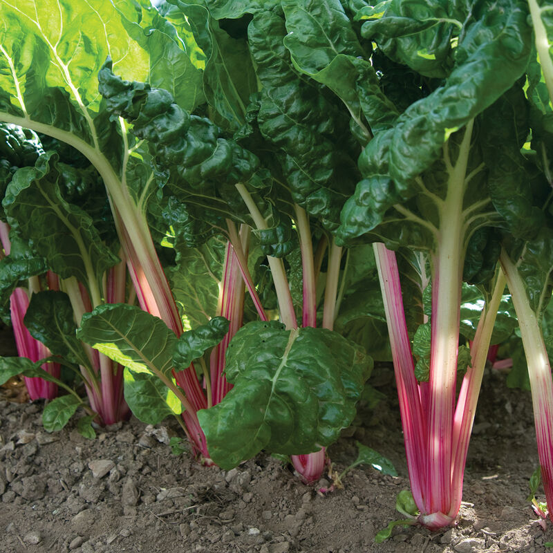Peppermint Swiss Chard Seeds