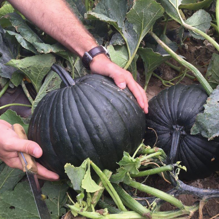 Dark Knight Hybrid Pumpkin, Pumpkin: J.W. Jung Seed Company