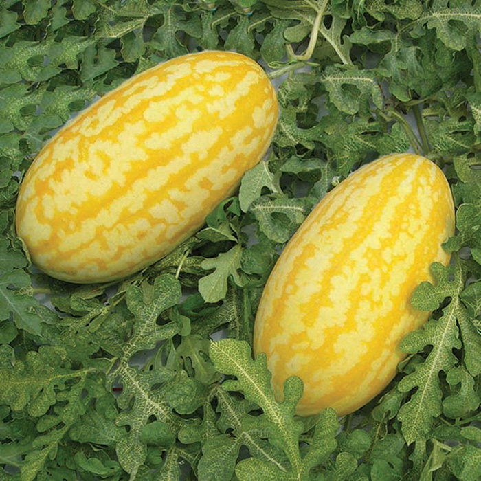 Gold in Gold Hybrid Watermelon Seeds