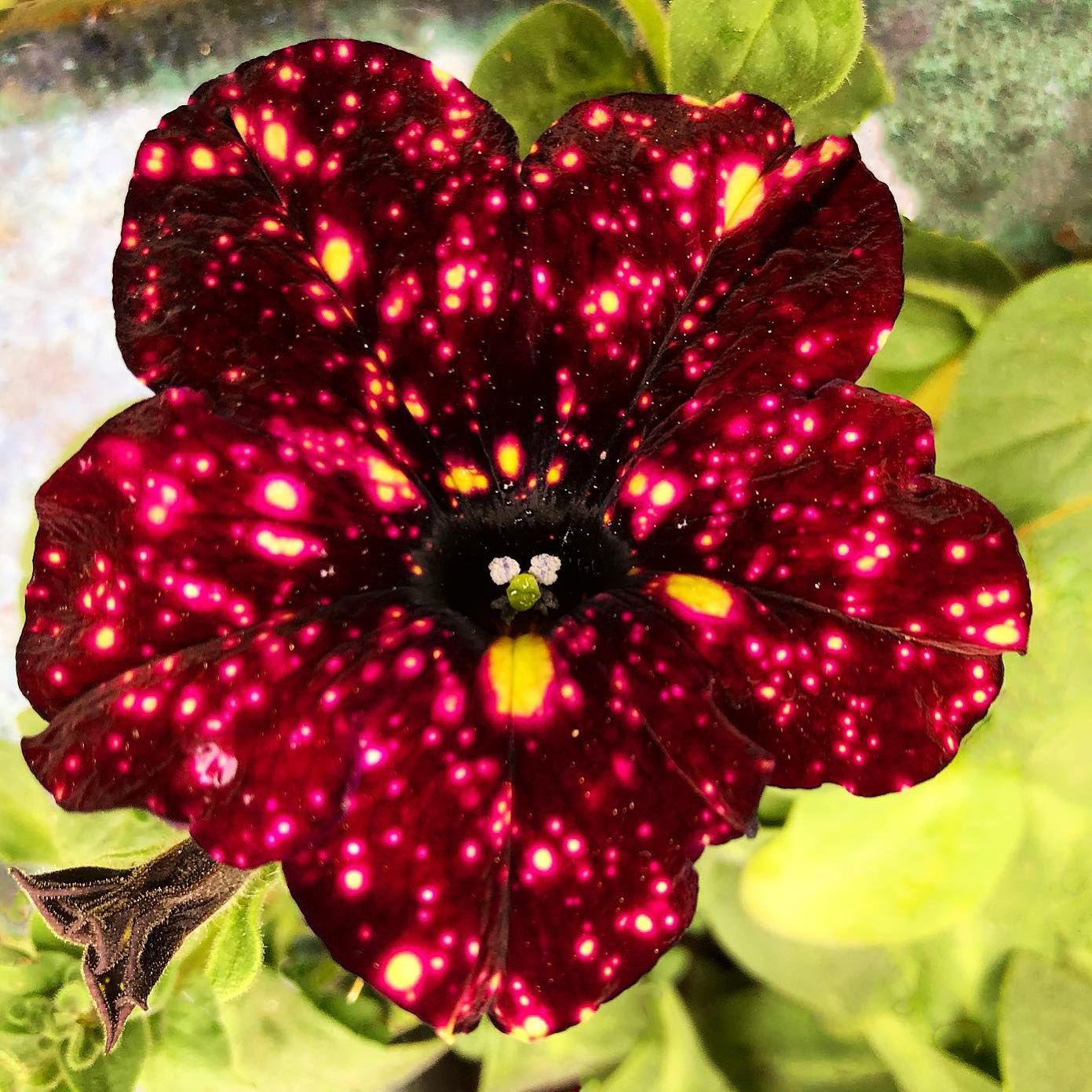 24th Spring Sale, Summer Special-Starry Sky Petunias
