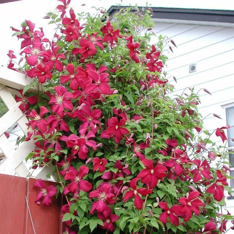 Reder-shop 50Pcs Clematis Flower Seeds Perennial Vines Climbing Clematis Plant Seed Garden Decoration