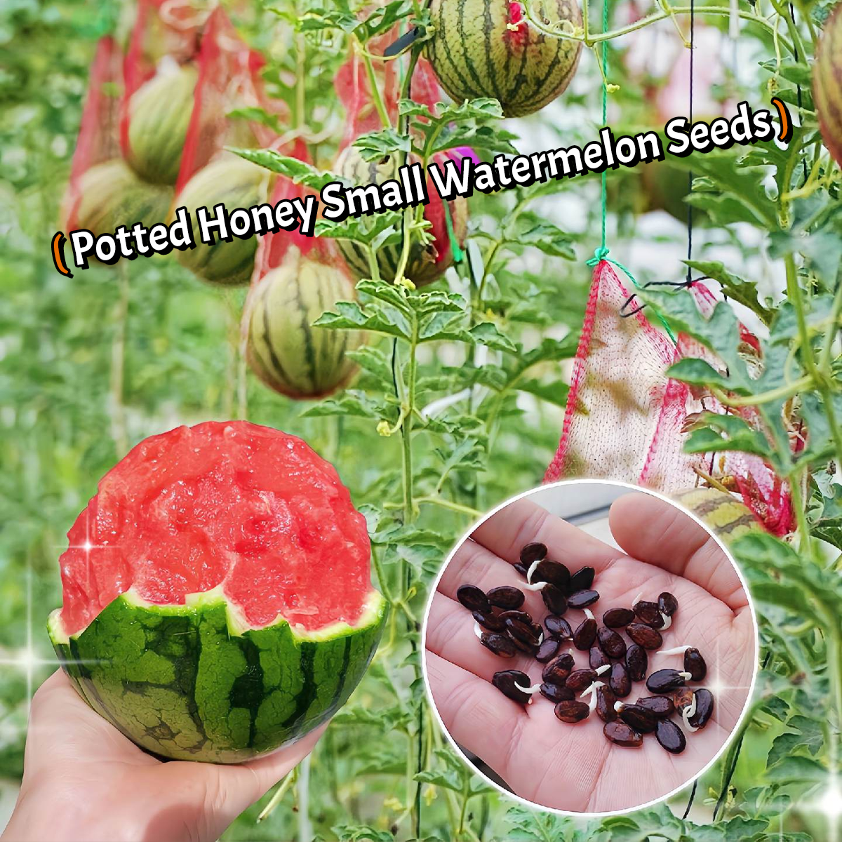 Potted Small Watermelon Seeds🍉 – Sweet And Juicy 