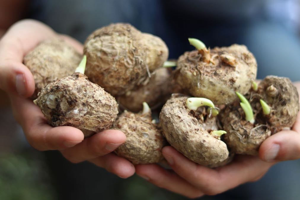 How To Grow Classic Calla Lilies – ANTONIO VALENTE FLOWERS