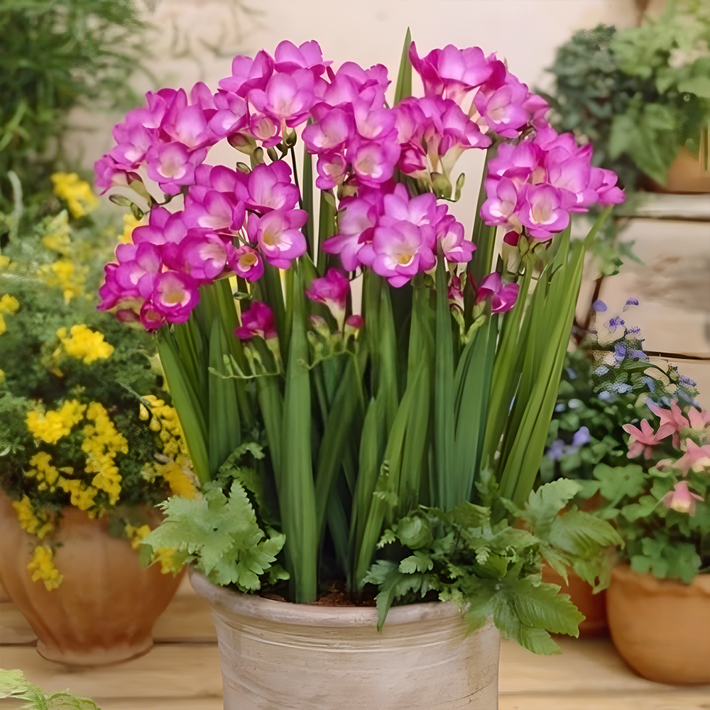 Freesia bulbs💐Rich in variety and fragrant