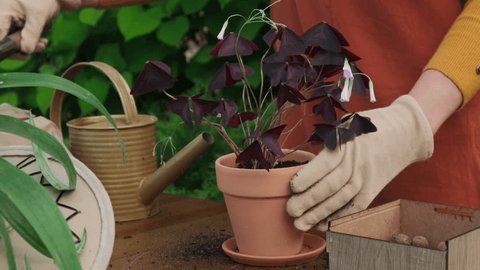 45 Oxalis Triangularis Stock Video Footage - 4K and HD Video Clips |  Shutterstock