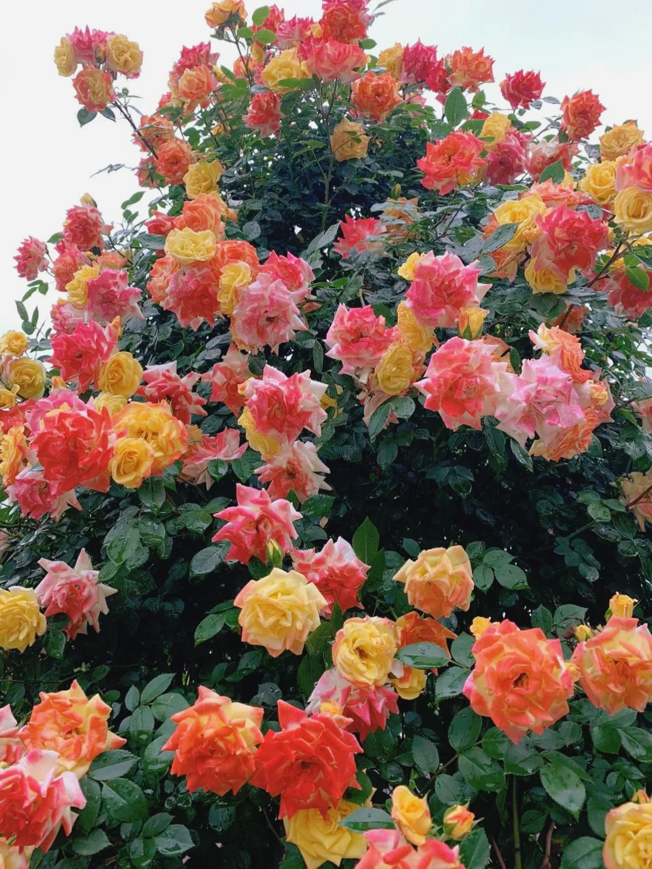 Rainbow's End Rose Seeds