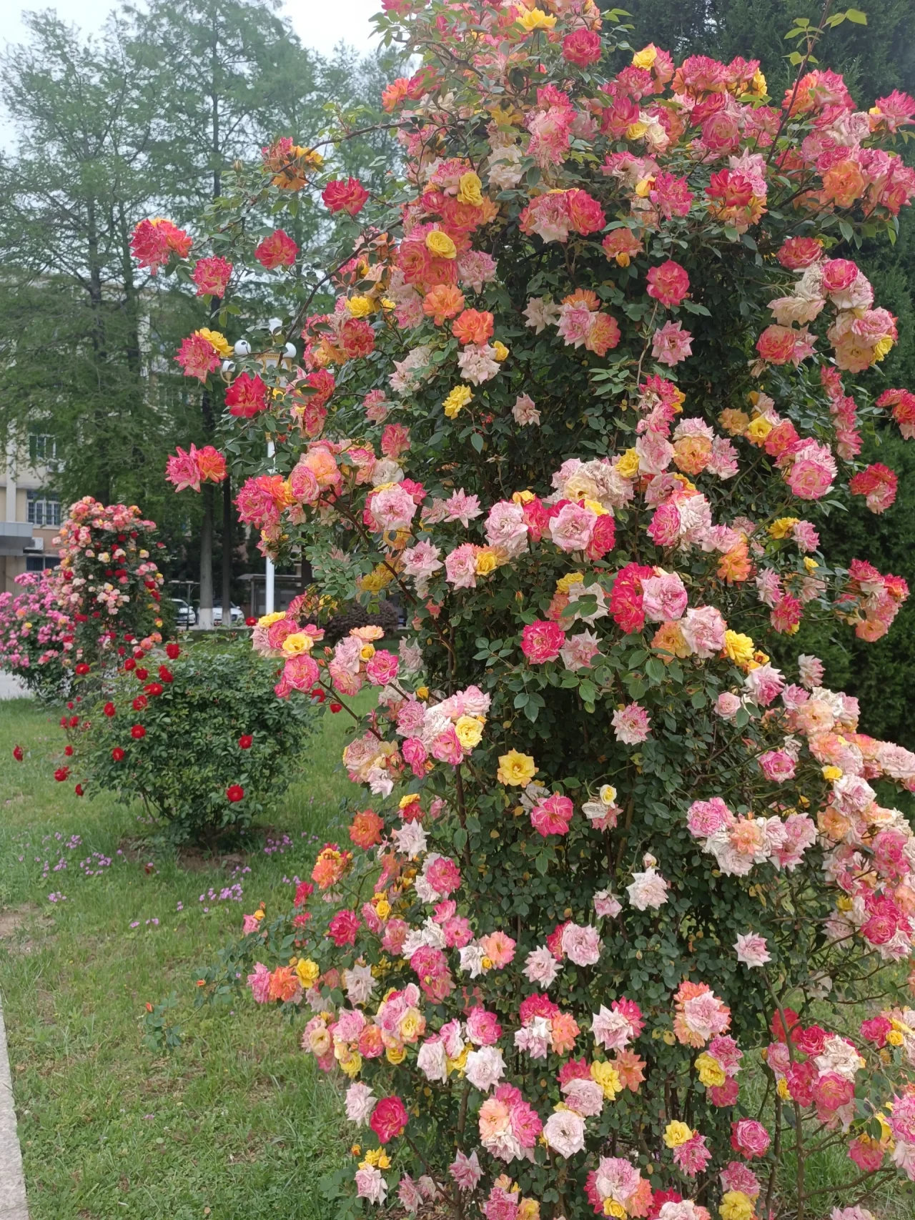 Rainbow's End Rose Seeds