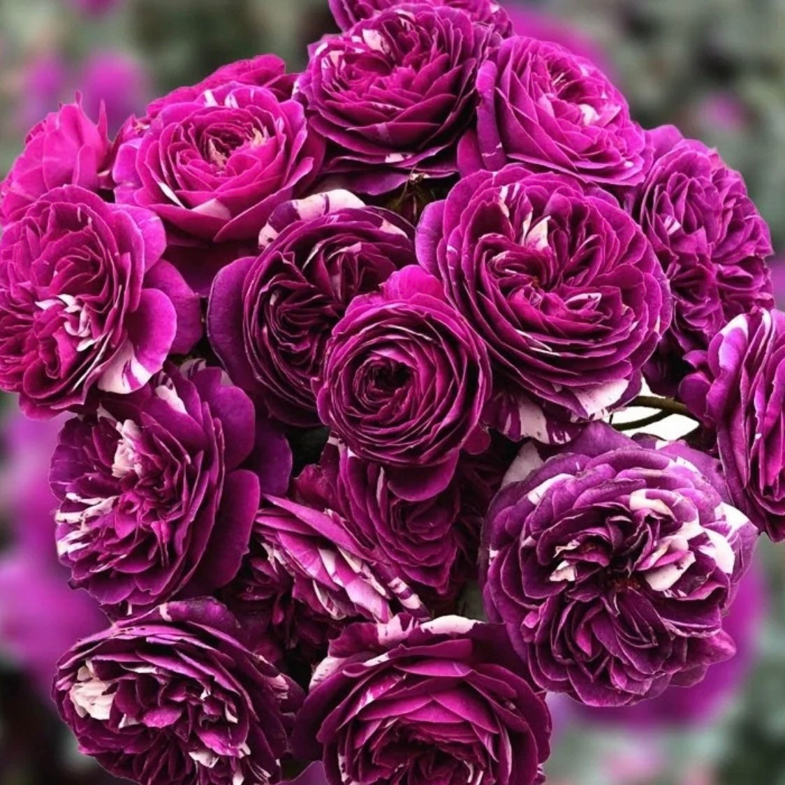 Rose “Scented Jewel” 芳香宝石 Rose Live Plant Rare Color Shrub 2-Years 1 Gallon