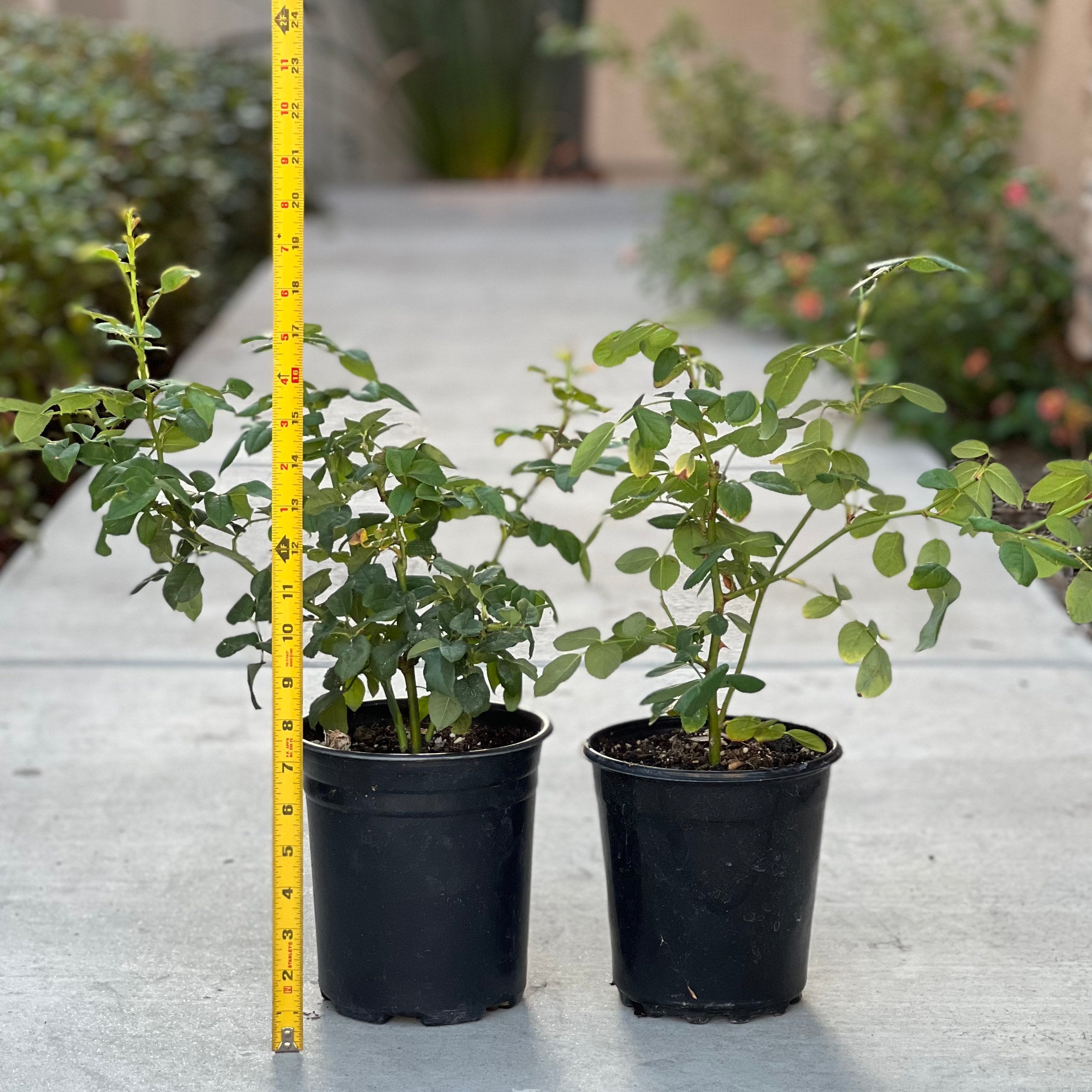 Rose “Scented Jewel” 芳香宝石 Rose Live Plant Rare Color Shrub 2-Years 1 Gallon