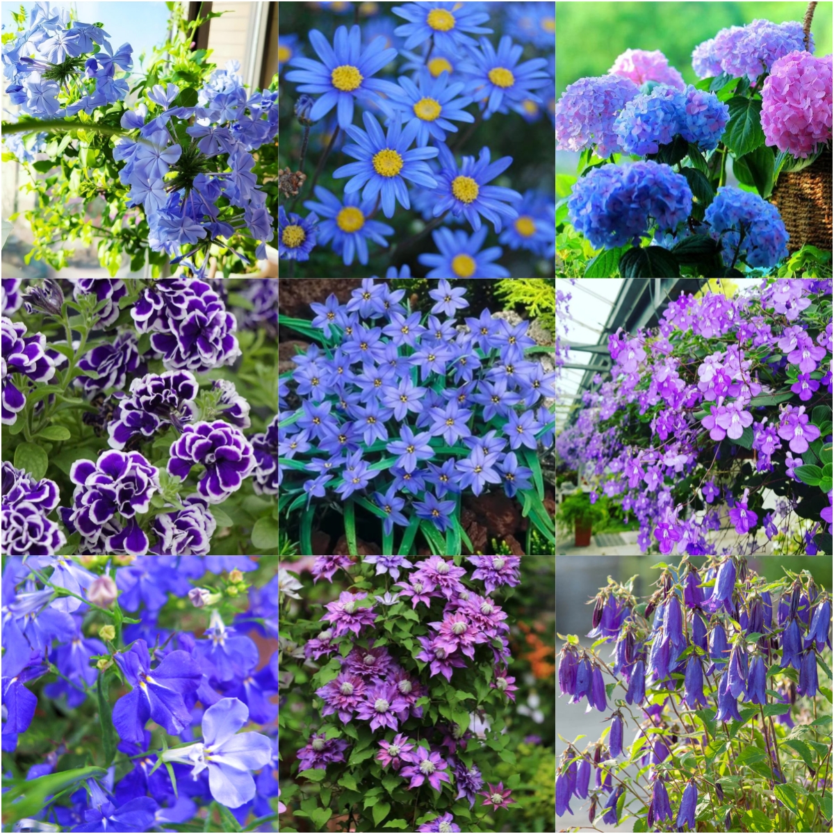 🎇50% discount🌼Easy to pop blue-purple flowering plants in spring and summer/Seeds