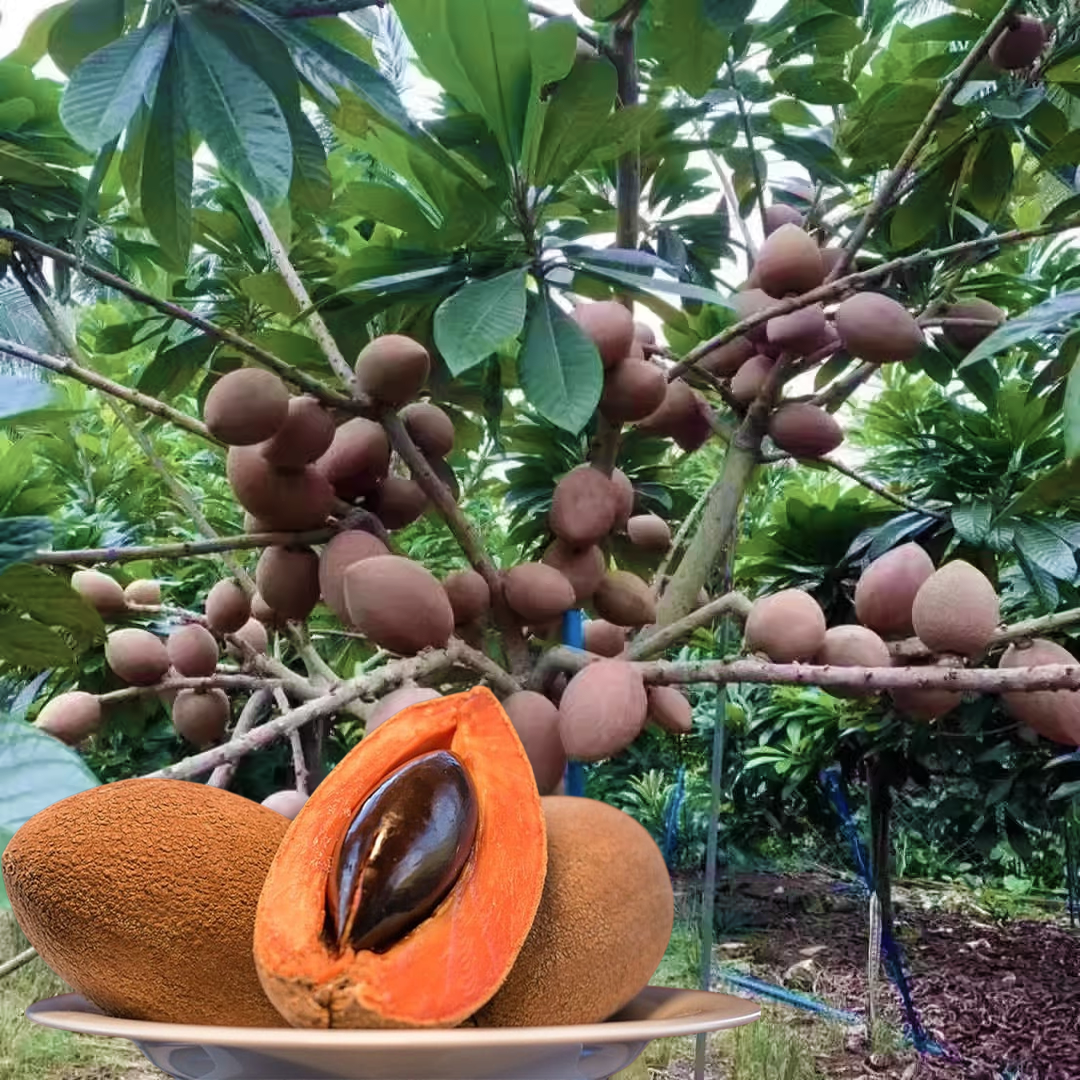 Mamey Sapote Seeds 🍊– Sweet, Creamy Tropical Fruit for Your Garden!