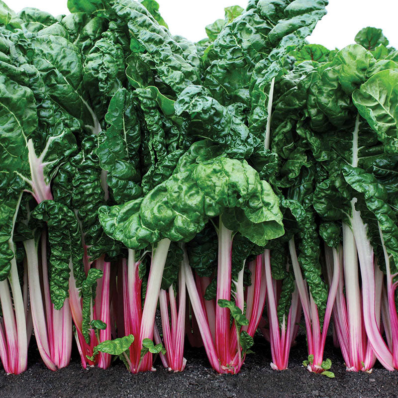 Peppermint Swiss Chard Seeds