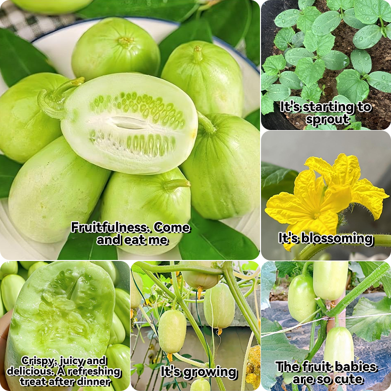 Healthy Fat Loss Area🌈🌿Milk Thumb Cucumber🥒